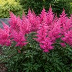 Astilba Arendsova (Astilbe arendsii) ‘MAGGIE DALEY’ - kont. C2L